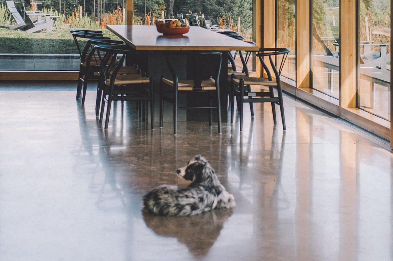pet on the floor